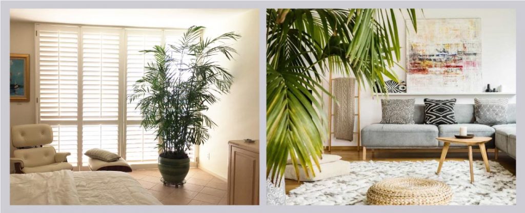 9 Amazing Benefits of Having Indoor Plants in Your Home - My Fresh Air