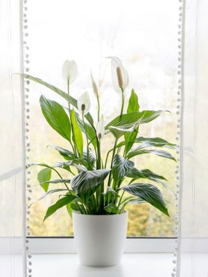 Air Purifier Plants