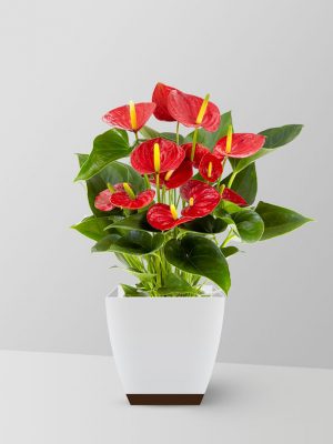 anthurium-flamingo-lily-plant