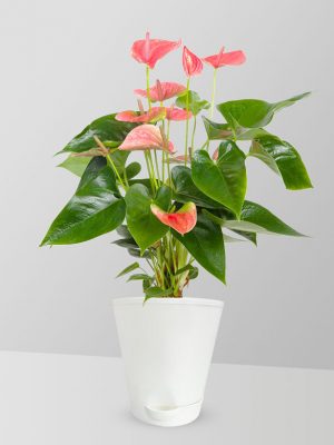 anthurium-flamingo-lily-plant