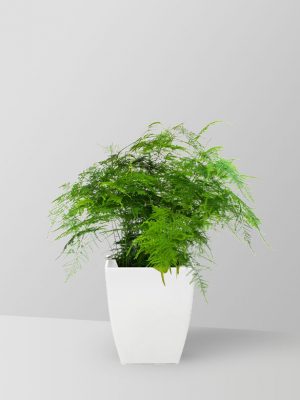 asparagus-fern-plant-01