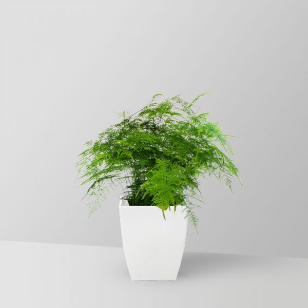 asparagus-fern-plant-01
