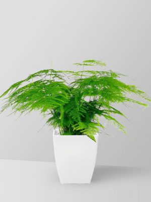 asparagus-fern-plant-02