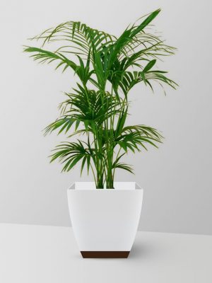 bamboo-palm-plant
