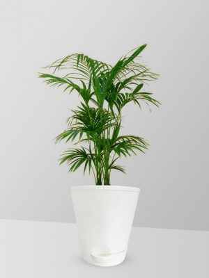 bamboo-palm-plant