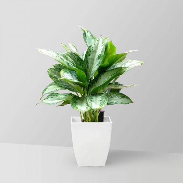 chinese-evergreen-plant-01