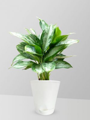 chinese-evergreen-plant