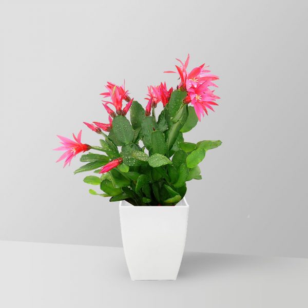 christmas-cactus-plant-01