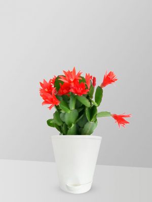 christmas-cactus-plant