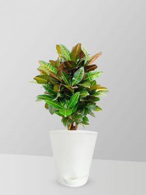 croton-plant