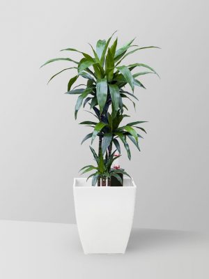 dracaena-janet-craig-plant-01