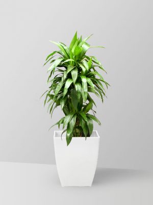dracaena-janet-craig-plant-02