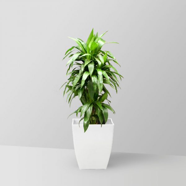 dracaena-janet-craig-plant-02