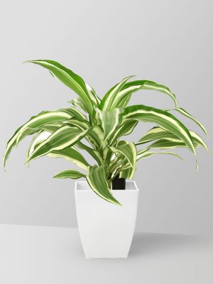 dracaena-warneckii-plant-02