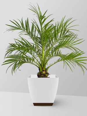 dwarf-date-palm-plant