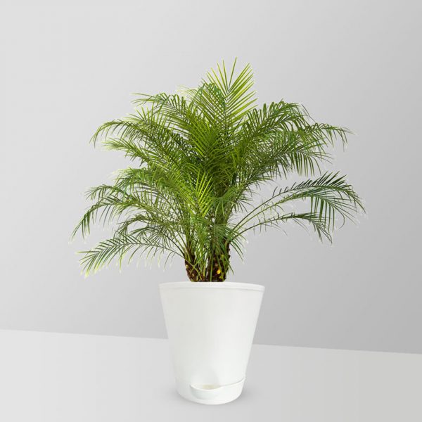 dwarf-date-palm-plant