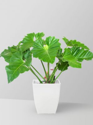 elephant-ear-philodendron-01