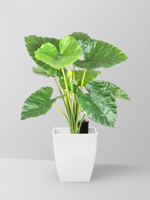 elephant-ear-philodendron-02