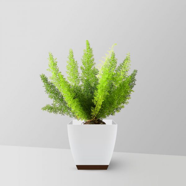 emerald-fern-plant
