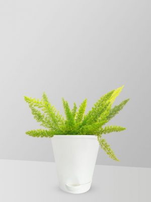 emerald-fern-plant