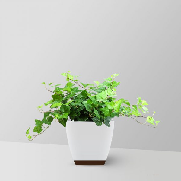 english-ivy-plant