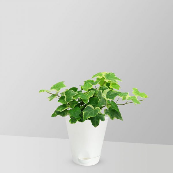 english-ivy-plant