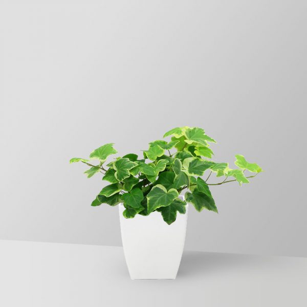 english-ivy-plant-02