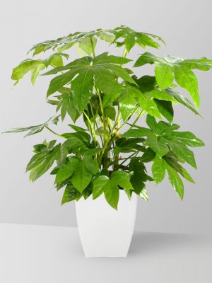 fatsia-plant-02