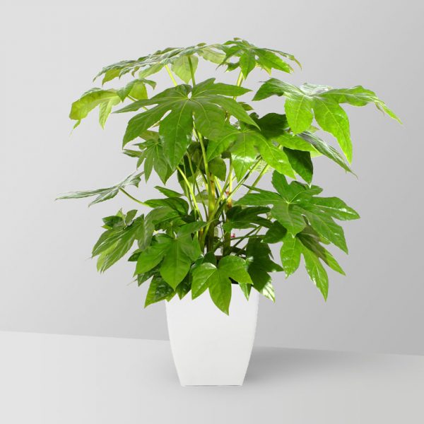 fatsia-plant-02