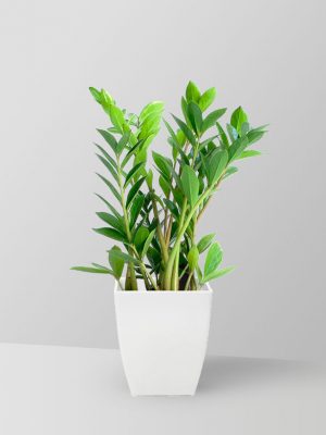 fern-arum-plant-01