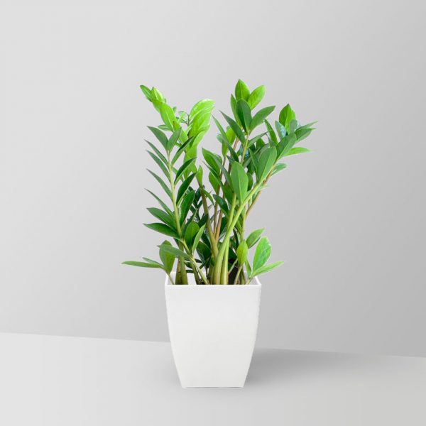 fern-arum-plant-01