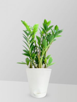 fern-arum-plant