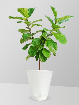 fiddle-leaf-fig-plant