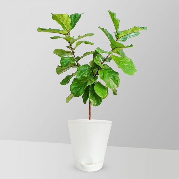 fiddle-leaf-fig-plant