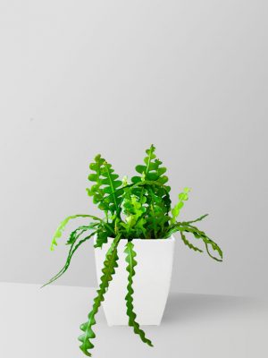 fishbone-cactus-plant-01