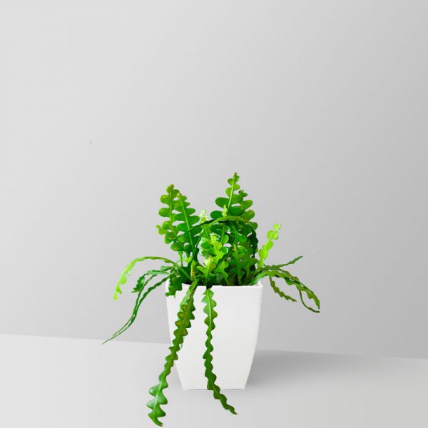 fishbone-cactus-plant-01