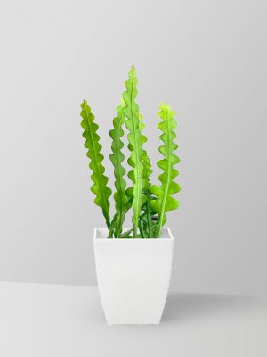 fishbone-cactus-plant-02
