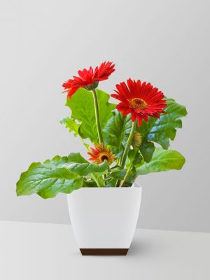 gerbera-daisy-plant