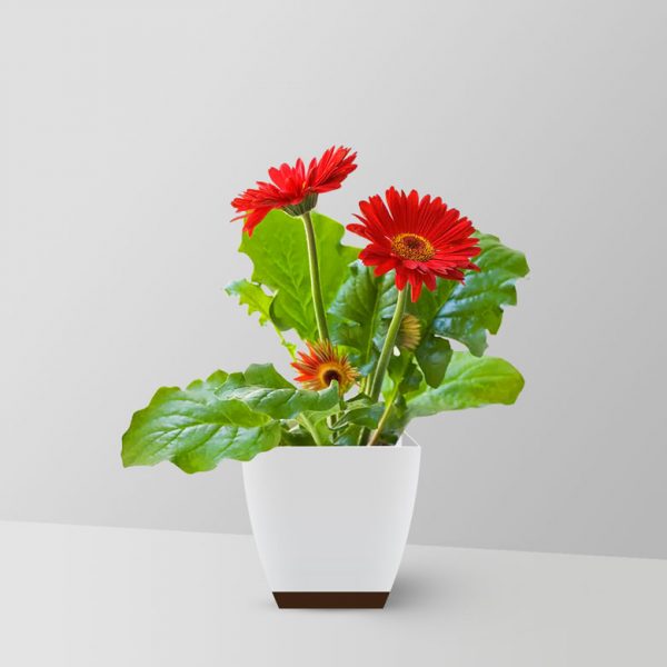 gerbera-daisy-plant