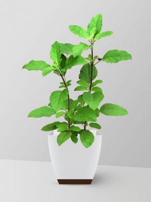 holy-basil-plant