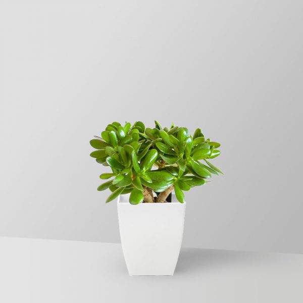 jade-plant-02