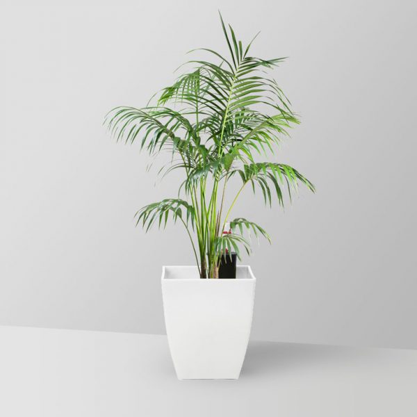kentia-palm-plant-01