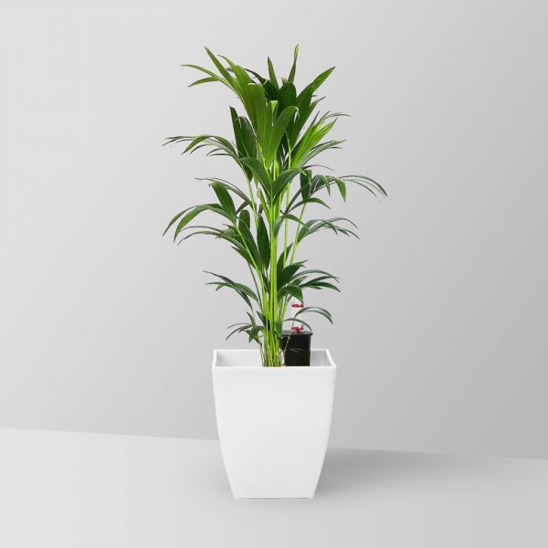 kentia-palm-plant-02