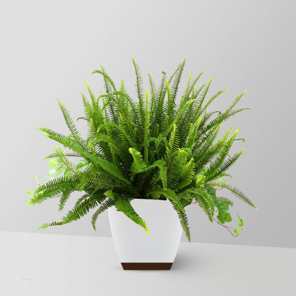 kimberley-queen-plant