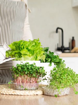 Kitchen Plants