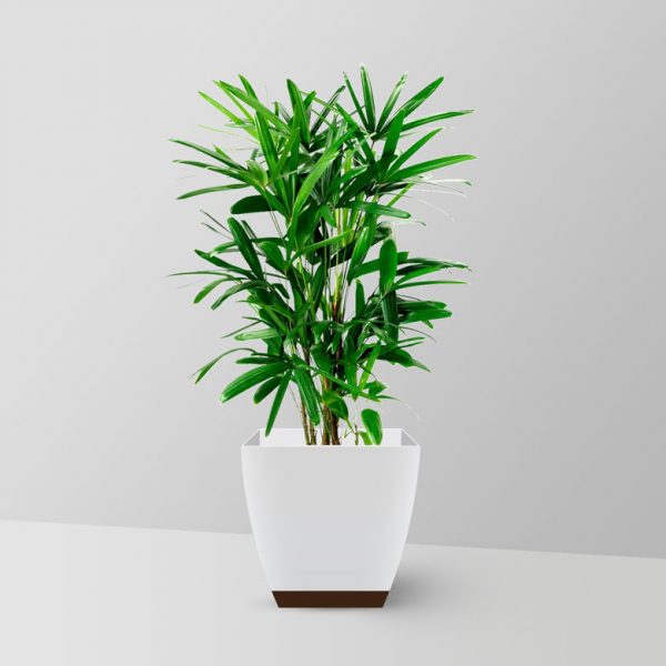 lady-palm-plant