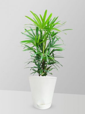 lady-palm-plant