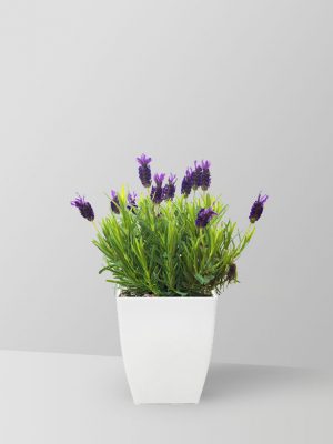 lavender-plant-01