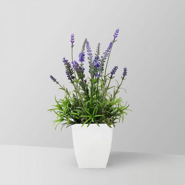 lavender-plant-02