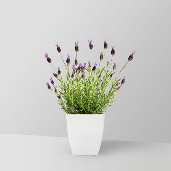 lavender-plant-03